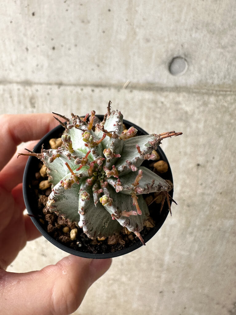 【現品限り】ユーフォルビア・ホリダ・アルバ【S22】 Euphorbia horrida Alba