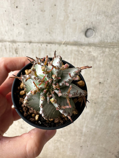 【現品限り】ユーフォルビア・ホリダ・アルバ【S22】 Euphorbia horrida Alba