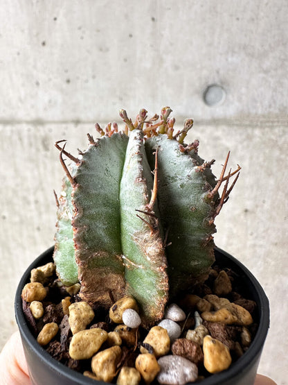 【現品限り】ユーフォルビア・ホリダ・アルバ【S22】 Euphorbia horrida Alba