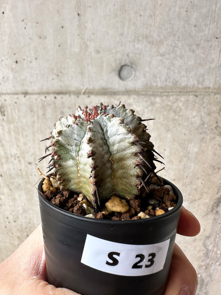 【現品限り】ユーフォルビア・ホリダ・アルバ【S23】 Euphorbia horrida Alba