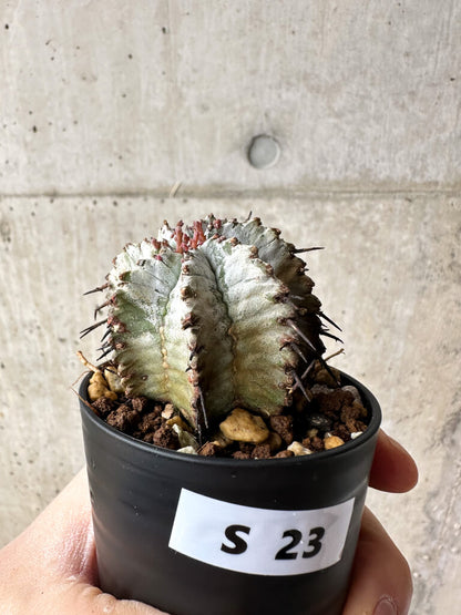 【現品限り】ユーフォルビア・ホリダ・アルバ【S23】 Euphorbia horrida Alba