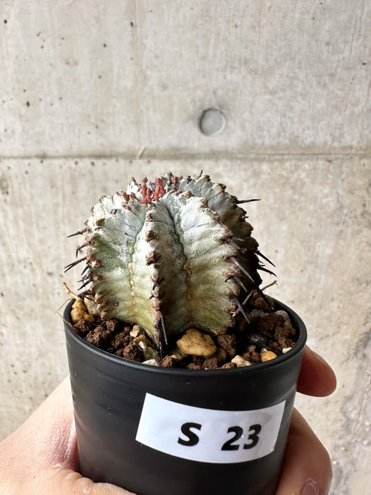 【現品限り】ユーフォルビア・ホリダ・アルバ【S23】 Euphorbia horrida Alba