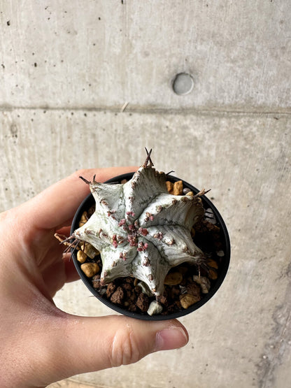【現品限り】ユーフォルビア・ホリダ・アルバ【S23】 Euphorbia horrida Alba