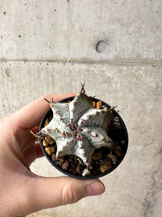 【現品限り】ユーフォルビア・ホリダ・アルバ【S23】 Euphorbia horrida Alba
