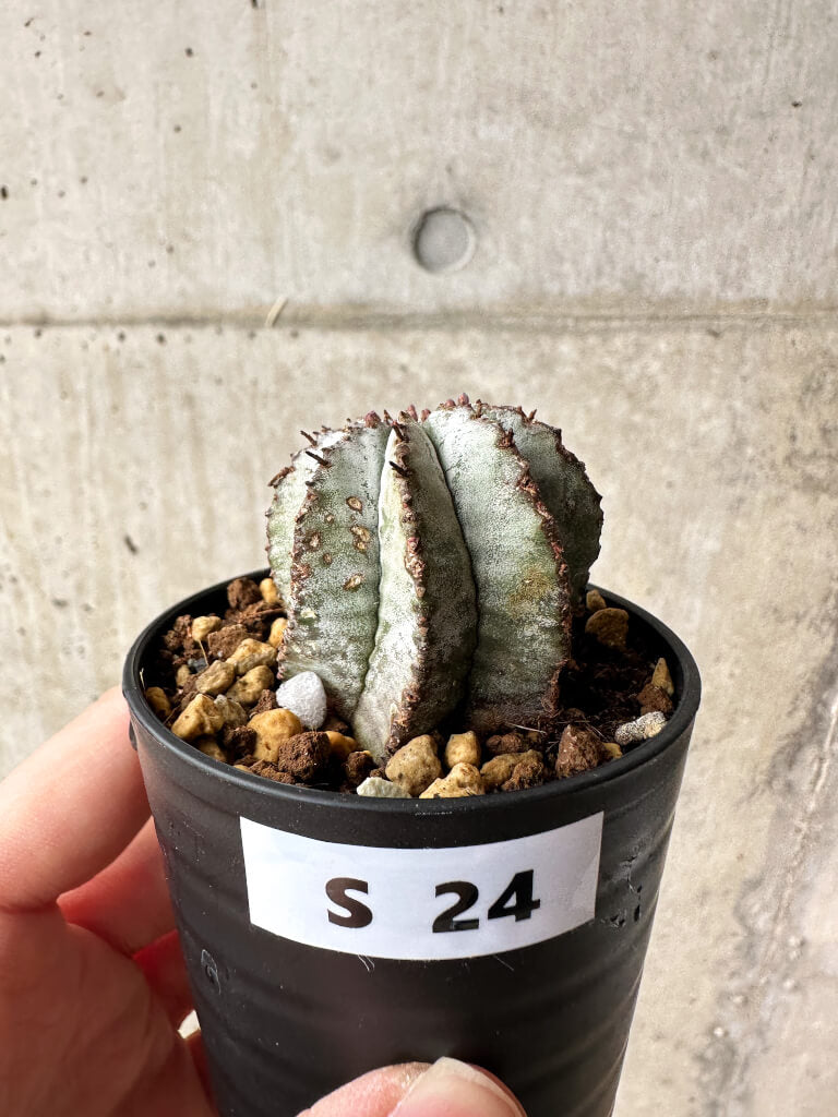 現品限り】ユーフォルビア・ホリダ・アルバ【S24】 Euphorbia horrida