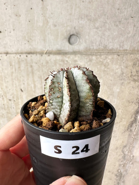 【現品限り】ユーフォルビア・ホリダ・アルバ【S24】 Euphorbia horrida Alba