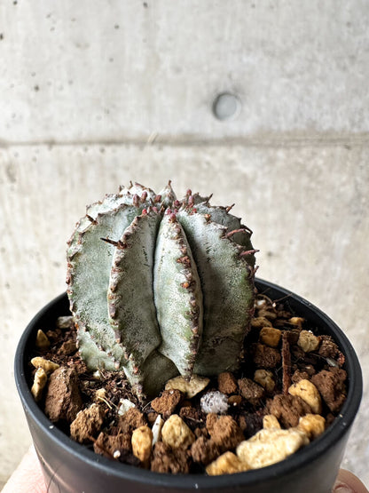 【現品限り】ユーフォルビア・ホリダ・アルバ【S24】 Euphorbia horrida Alba