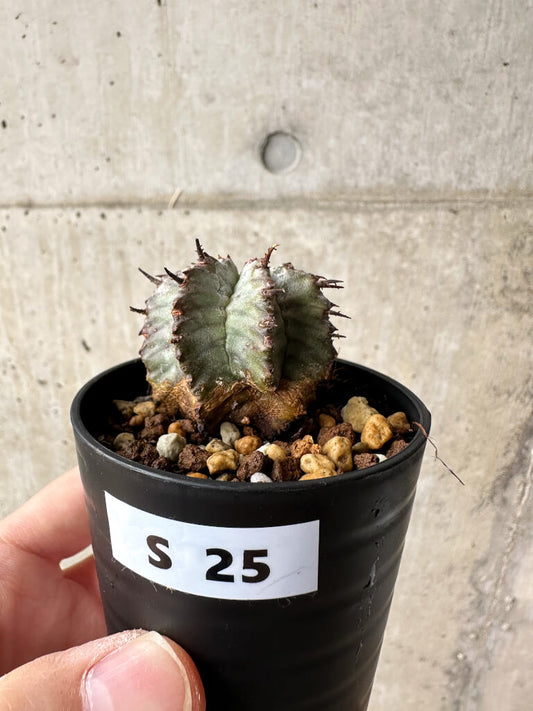 【現品限り】ユーフォルビア・ホリダ・アルバ【S25】 Euphorbia horrida Alba