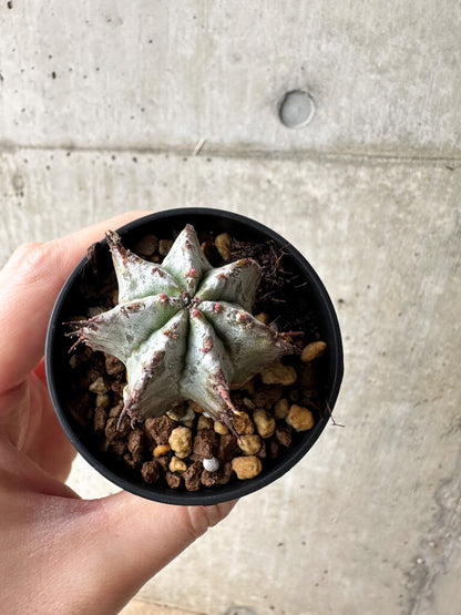 【現品限り】ユーフォルビア・ホリダ・アルバ【S25】 Euphorbia horrida Alba