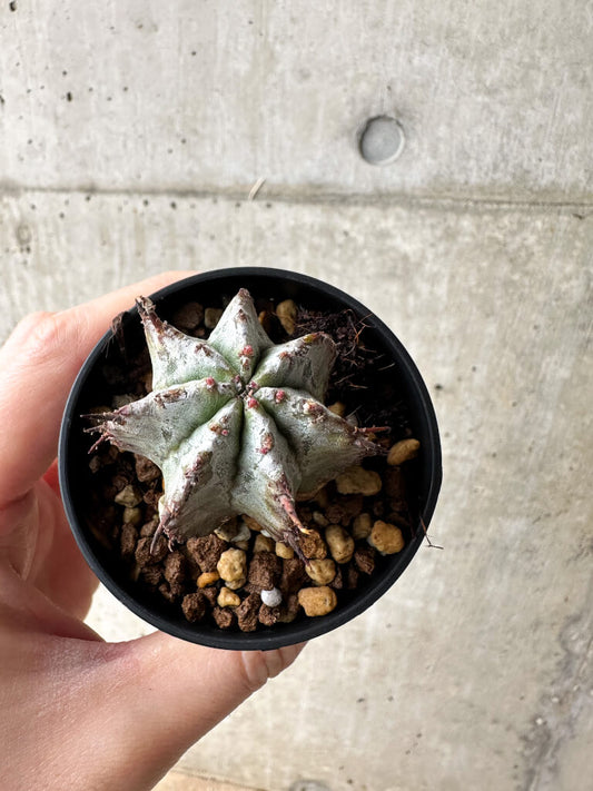 【現品限り】ユーフォルビア・ホリダ・アルバ【S25】 Euphorbia horrida Alba