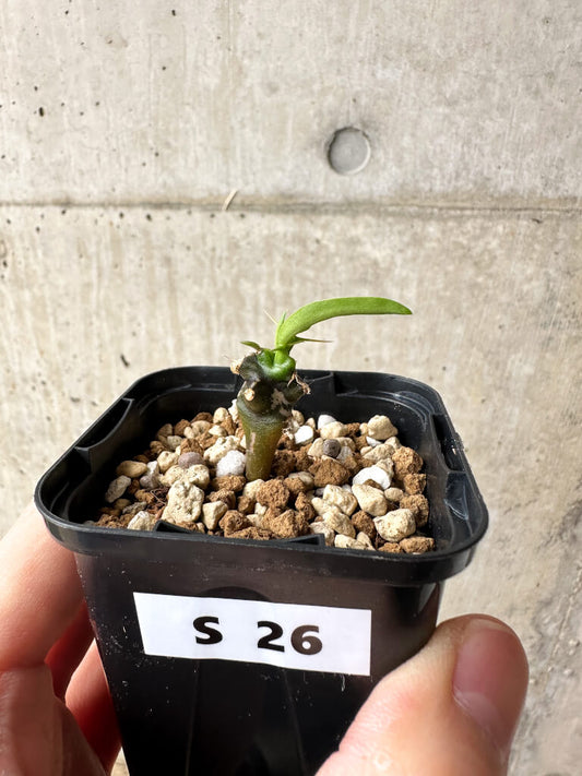 【現品限り】ユーフォルビア・ムランジーナ【S26】 Euphorbia mlanjeana