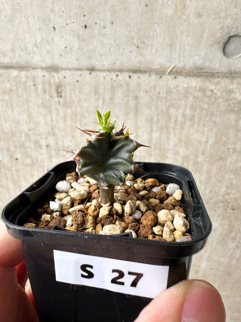 【現品限り】ユーフォルビア・ムランジーナ【S27】 Euphorbia mlanjeana
