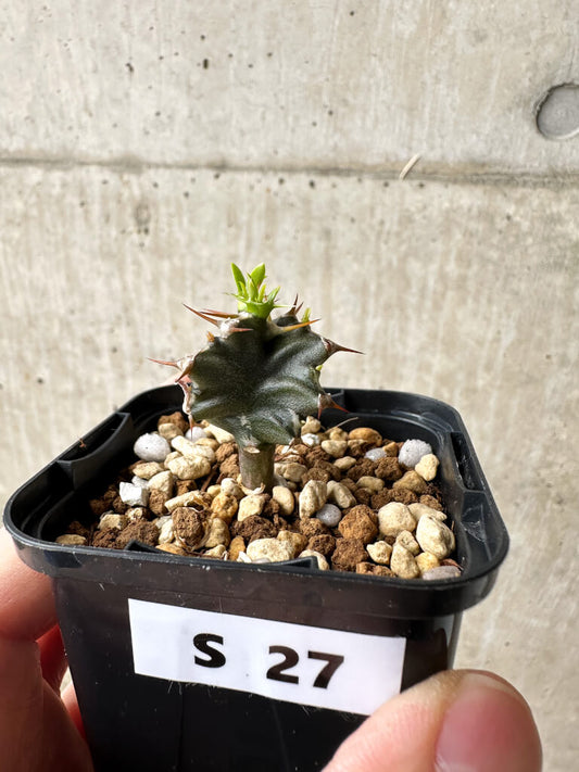 【現品限り】ユーフォルビア・ムランジーナ【S27】 Euphorbia mlanjeana