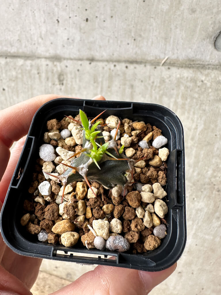 【現品限り】ユーフォルビア・ムランジーナ【S27】 Euphorbia mlanjeana