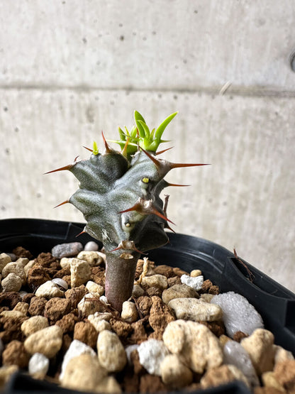 【現品限り】ユーフォルビア・ムランジーナ【S27】 Euphorbia mlanjeana