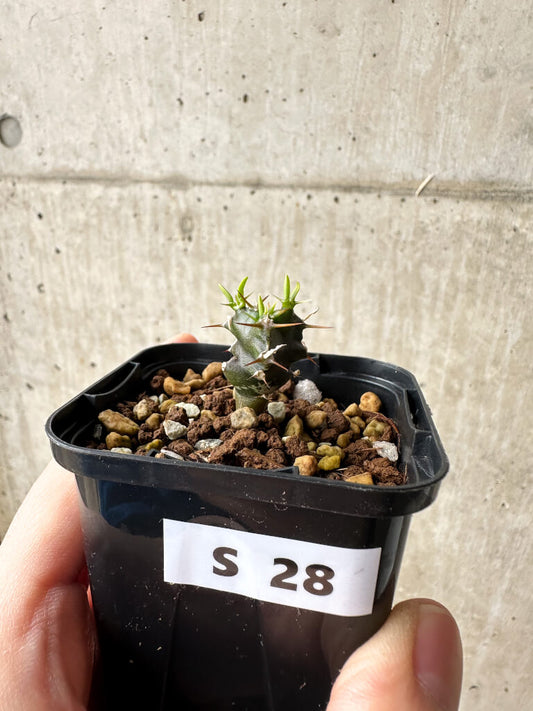 【現品限り】ユーフォルビア・ムランジーナ【S28】 Euphorbia mlanjeana