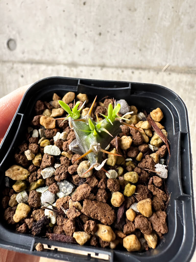 【現品限り】ユーフォルビア・ムランジーナ【S28】 Euphorbia mlanjeana