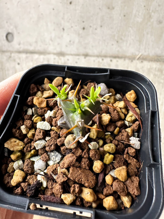 【現品限り】ユーフォルビア・ムランジーナ【S28】 Euphorbia mlanjeana