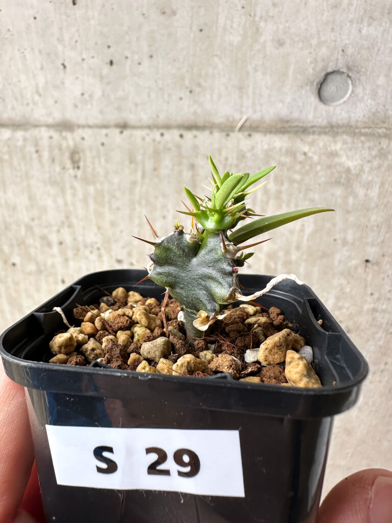 【現品限り】ユーフォルビア・ムランジーナ【S29】 Euphorbia mlanjeana