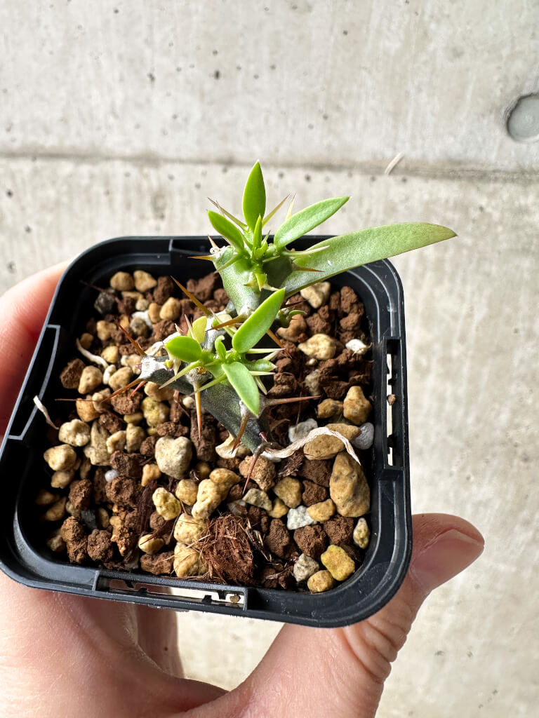 【現品限り】ユーフォルビア・ムランジーナ【S29】 Euphorbia mlanjeana