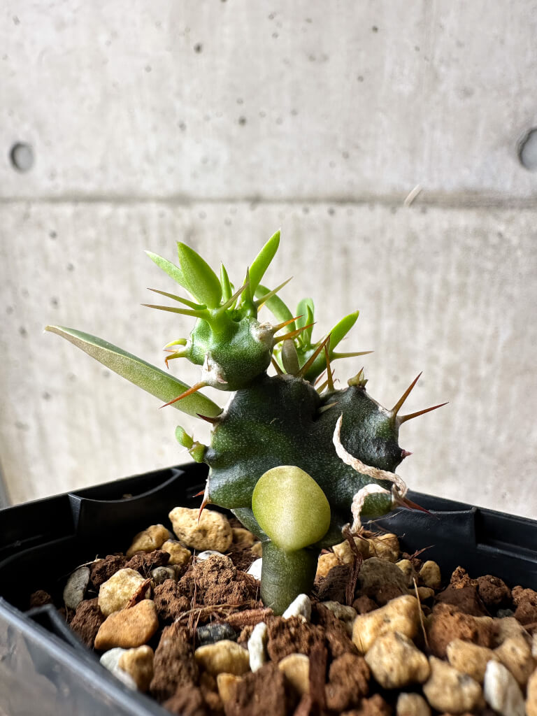 【現品限り】ユーフォルビア・ムランジーナ【S29】 Euphorbia mlanjeana