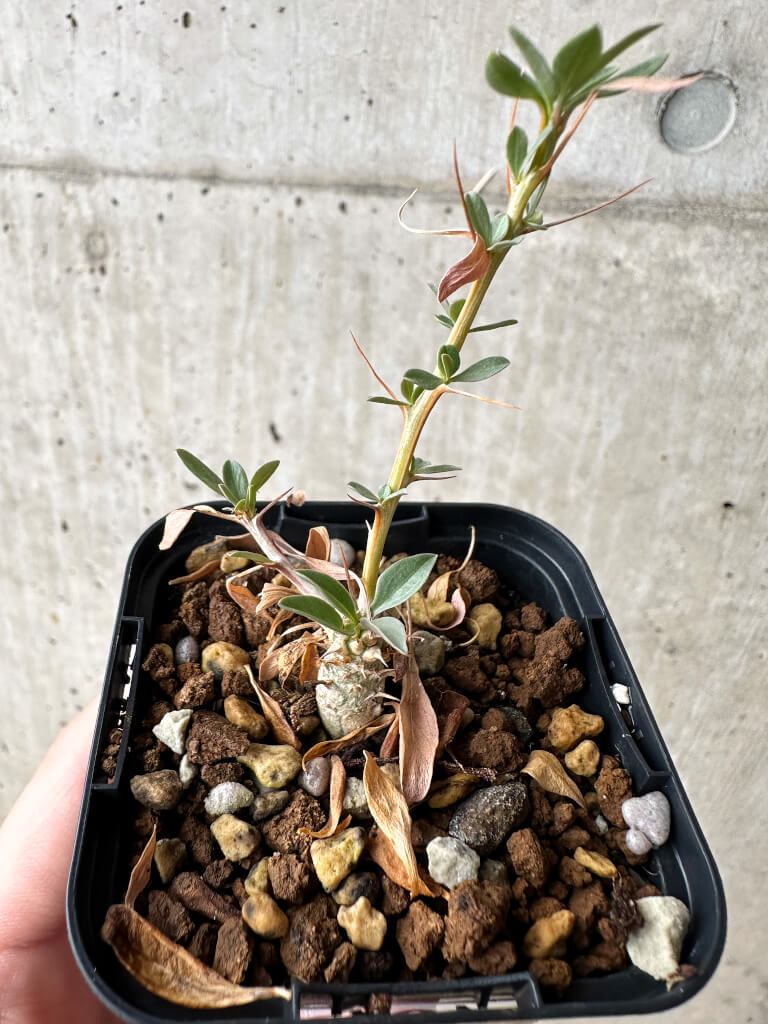 【現品限り】フォークイエリア・コルムナリス 観峰玉【S2】 Fouquieria columnaris