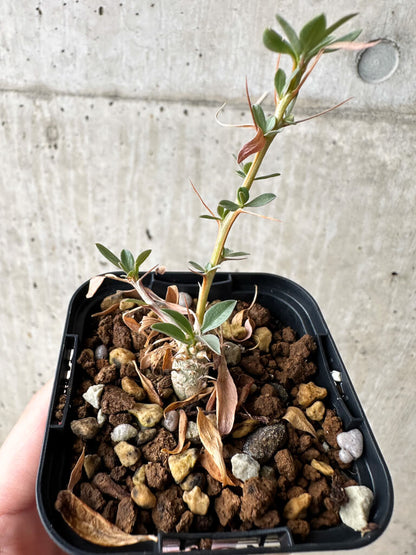 【現品限り】フォークイエリア・コルムナリス 観峰玉【S2】 Fouquieria columnaris