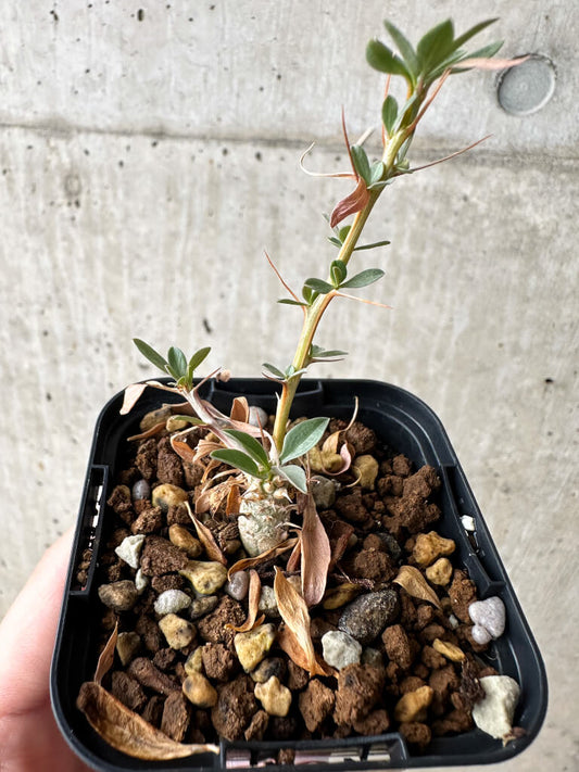 【現品限り】フォークイエリア・コルムナリス 観峰玉【S2】 Fouquieria columnaris