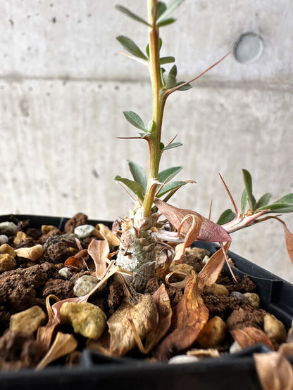 【現品限り】フォークイエリア・コルムナリス 観峰玉【S2】 Fouquieria columnaris