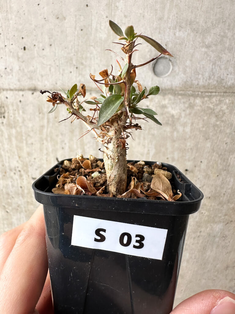 【現品限り】フォークイエリア・コルムナリス 観峰玉【S3】 Fouquieria columnaris