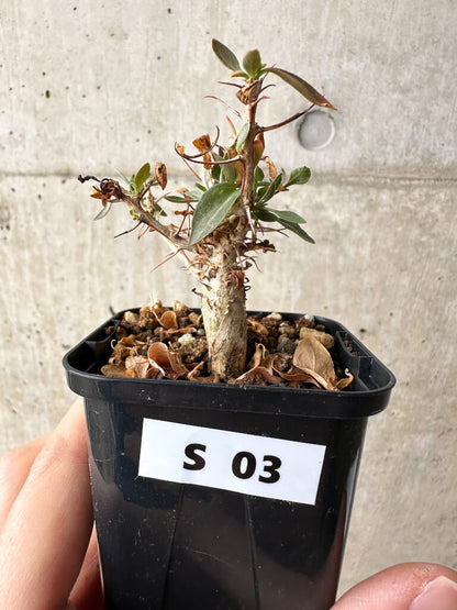 【現品限り】フォークイエリア・コルムナリス 観峰玉【S3】 Fouquieria columnaris