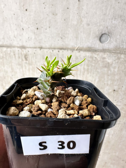 【現品限り】ユーフォルビア・ムランジーナ【S30】 Euphorbia mlanjeana