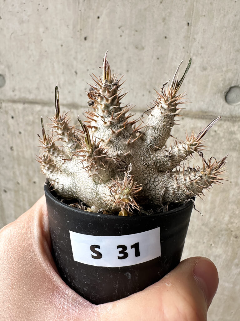 【現品限り】パキポディウム・グラキリス【S31】 Pachypodium gracilius