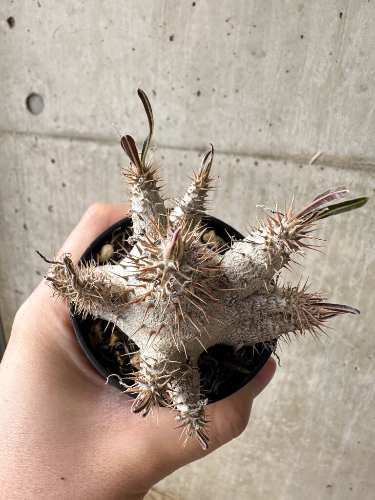 【現品限り】パキポディウム・グラキリス【S31】 Pachypodium gracilius