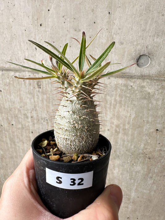 【現品限り】パキポディウム・グラキリス【S32】 Pachypodium gracilius