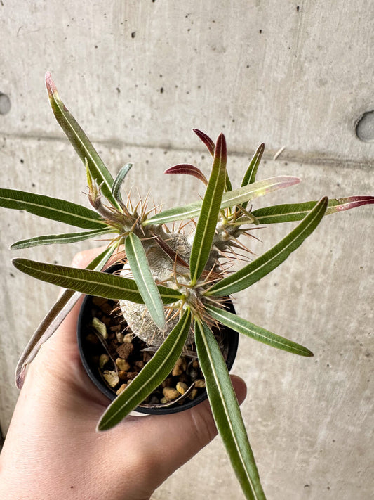 【現品限り】パキポディウム・グラキリス【S32】 Pachypodium gracilius