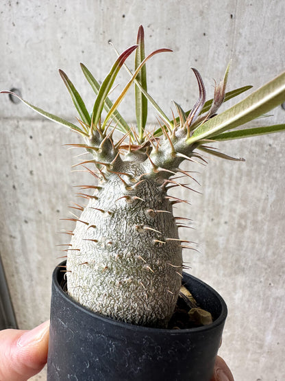 【現品限り】パキポディウム・グラキリス【S32】 Pachypodium gracilius