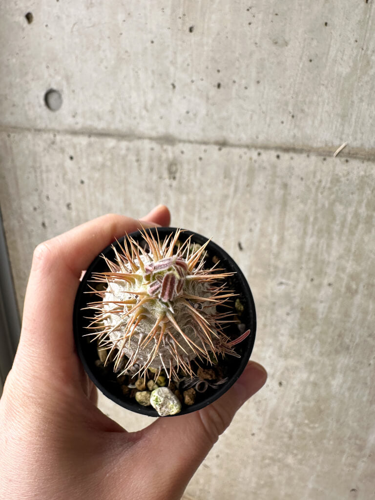 現品限り】パキポディウム・グラキリス【S33】 Pachypodium gracilius