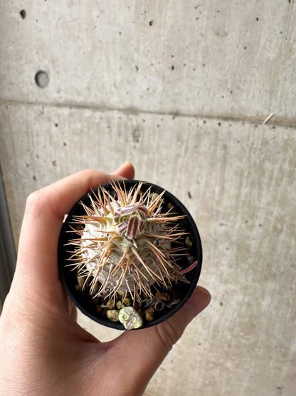 【現品限り】パキポディウム・グラキリス【S33】 Pachypodium gracilius