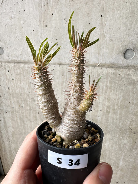 【現品限り】パキポディウム・グラキリス【S34】 Pachypodium gracilius