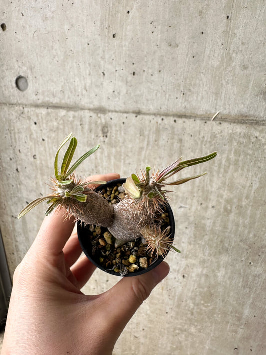 【現品限り】パキポディウム・グラキリス【S34】 Pachypodium gracilius