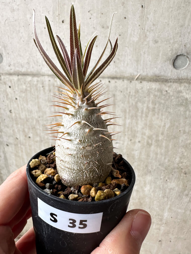 現品限り】パキポディウム・グラキリス【S35】 Pachypodium gracilius