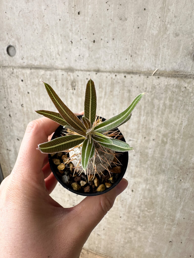 現品限り】パキポディウム・グラキリス【S35】 Pachypodium gracilius