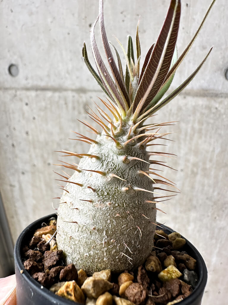 現品限り】パキポディウム・グラキリス【S35】 Pachypodium gracilius