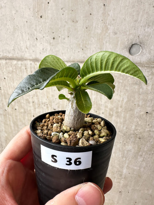 【現品限り】パキポディウム・ウィンゾリー【S36】 Pachypodium windsorii