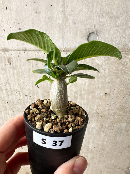 【現品限り】パキポディウム・ウィンゾリー【S37】 Pachypodium windsorii