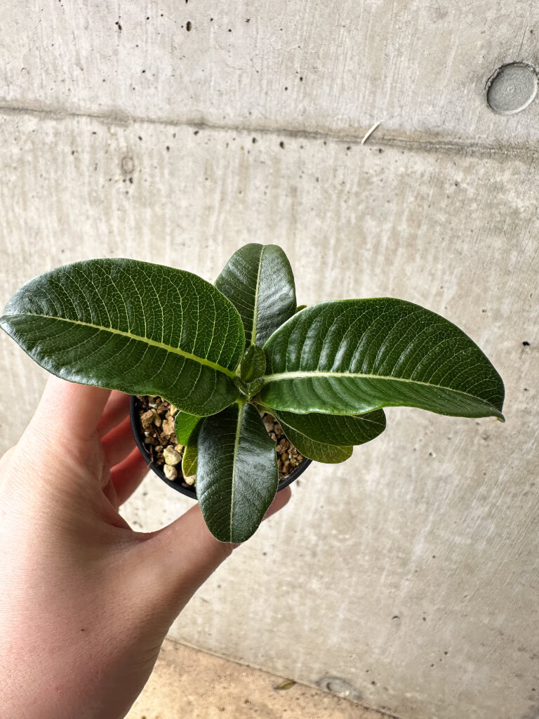 【現品限り】パキポディウム・ウィンゾリー【S37】 Pachypodium windsorii