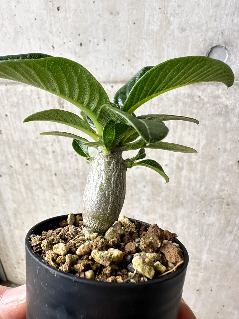 【現品限り】パキポディウム・ウィンゾリー【S37】 Pachypodium windsorii