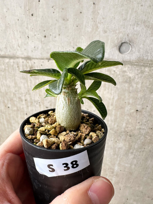 【現品限り】パキポディウム・ウィンゾリー【S38】 Pachypodium windsorii