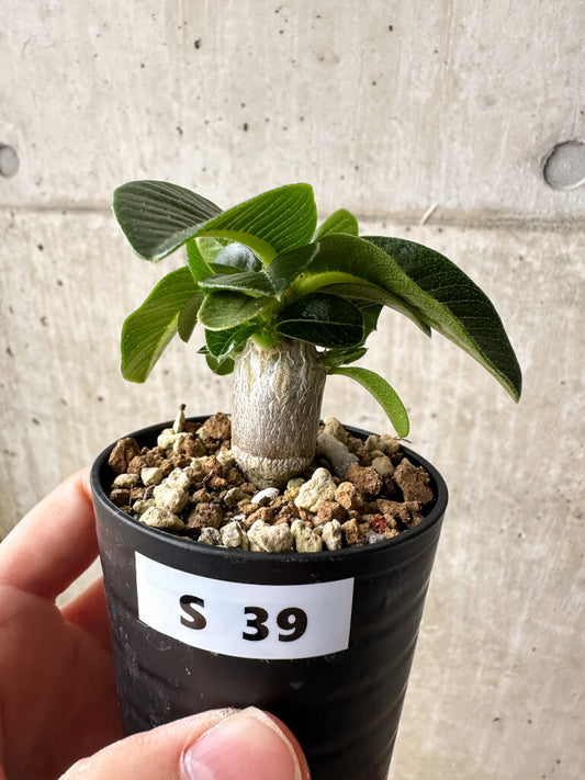 【現品限り】パキポディウム・ウィンゾリー【S39】 Pachypodium windsorii